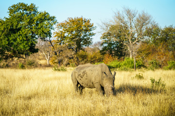 Obraz premium white rhino without horns in kruger national park, south africa 11