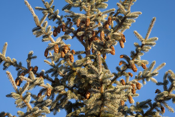 Cones of Colorado Blue Spruce (Picea pungens glauca) are illuminated by the sun