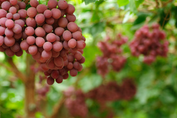 Uva globo rojo