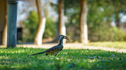 southern yellow-billed hornbill in kruger national park, mpumalanga, south africa 11