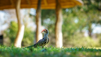 southern yellow-billed hornbill in kruger national park, mpumalanga, south africa 15