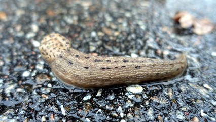 a giant gardenslug quiet strip at the edge of the forest