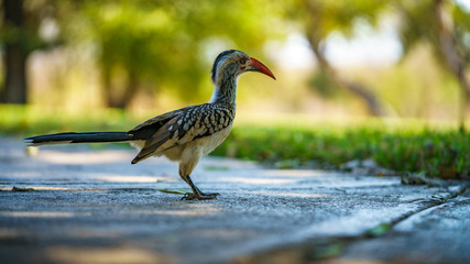 southern yellow-billed hornbill in kruger national park, mpumalanga, south africa 42