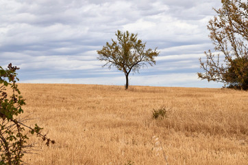 Almond tree in a golden field of harvested cereal in the province of Guadalajara in Spain