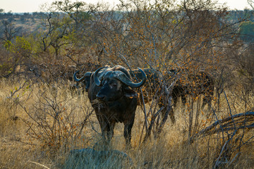 african buffalos in kruger national park, mpumalanga, south africa 1