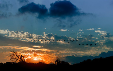 Fototapeta premium Silhouette of geese flying in the sky during sunset light rays atmospheric effect