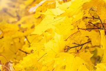 Maple branches with yellow leaves in autumn, in the light of sunset.