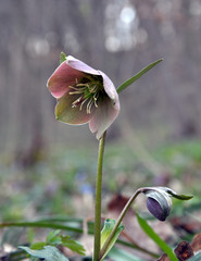 In the spring forest bloom Helleborus purpurascens