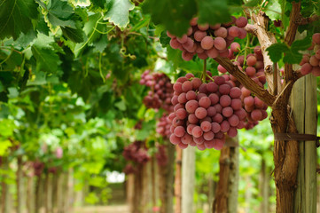 Uvas