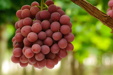 Uvas