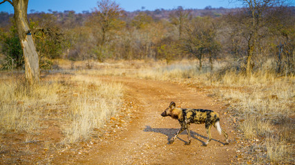 wild dogs in kruger national park, mpumalanga, south africa 25