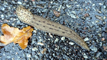 Obraz premium a giant gardenslug quiet strip at the edge of the forest
