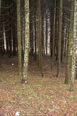 Naklejka premium lonely trees