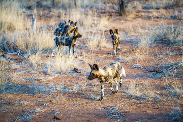 wild dogs in kruger national park, mpumalanga, south africa 30