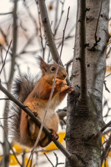 Fototapeta premium Autumn squirrel sits on a branch