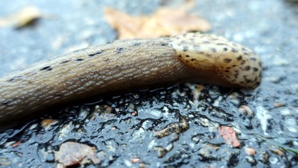 a giant gardenslug quiet strip at the edge of the forest