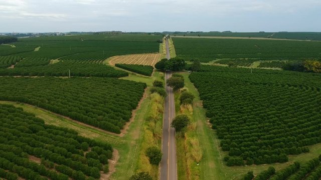 Aerial view of contry road and coffee field in Brazil