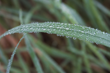 Dew drops on green grass on unfocused background. Dew closeup. Raindrops on fresh grass. Summer meadow after rain background. Nature close up. Spring concept. Freshness background.