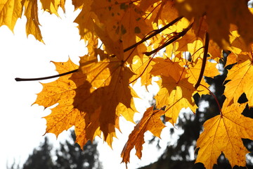 Yellow and orange beautiful autumn maple leaves in a city park. Sunny autumn day.