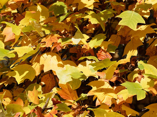 Liriodendron tulipifera | Blätter des Tulpenbaum mit viereckig und vier ungleiche Lappen, unbehaart und goldgelb in Herbst