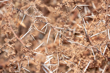 Acacia thorns texture