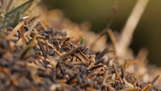 a macro of some ants in an anthill