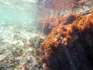 Fototapeta na wymiar Underwater imageSan Antonio cape nature reserve Denia Spain