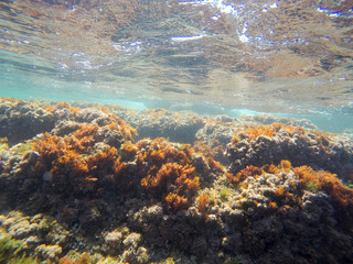Underwater imageSan Antonio cape nature reserve Denia Spain