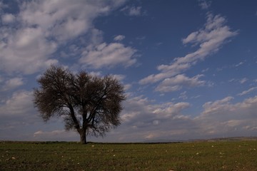 Fototapeta na wymiar lonely trees