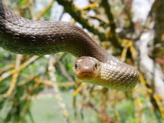 closeup photography of the head of a snake Zamenis longissimus, Aesculapian snake, picture taken at Montseny near Barcelona Spain.