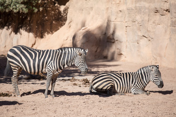 Fototapeta na wymiar Grants zebras in savannah