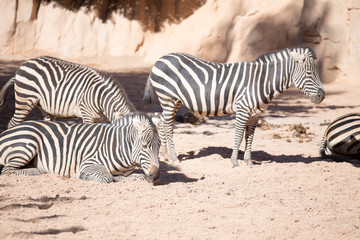 Fototapeta na wymiar Grants zebras in savannah
