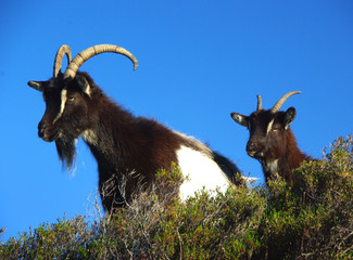 Wild Goats In The Scottish Highlands