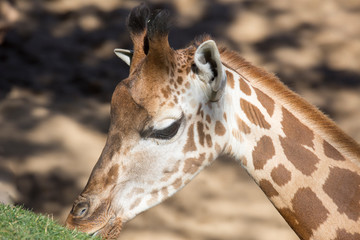 Naklejka na ściany i meble Giraffes Baringo in savannah