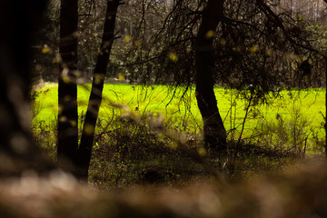 A little fantastic landscape - a green spring field through the gap between the forest trees. May be the background.