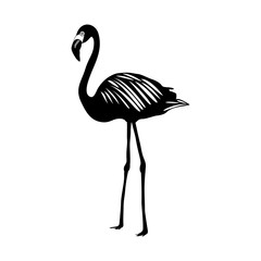 Flamingo silhouette isolated on white background