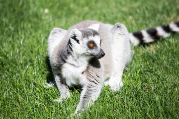 Obraz premium Magadascar lemur portrait