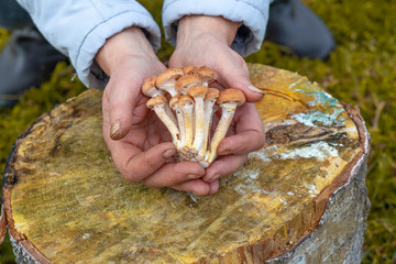 female hands of not young woman hold forest mushrooms over a basket. shallow depth of field.