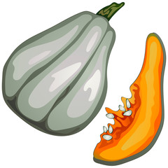 Autumn harvest. Pumpkins. Vector illustration on a white background executed in a realistic style.