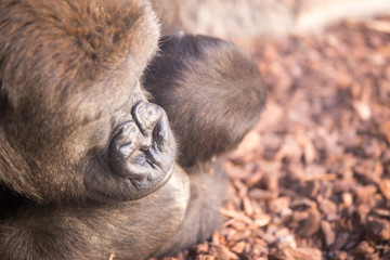 Lowland gorilla portrait