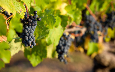 Grappe de raisin noir dans les vignes. Vin et vignoble français.