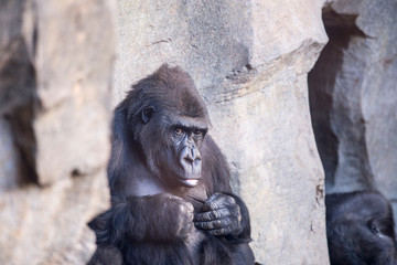 Lowland gorilla portrait