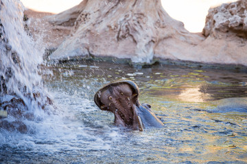 Hippo in cascade Africa