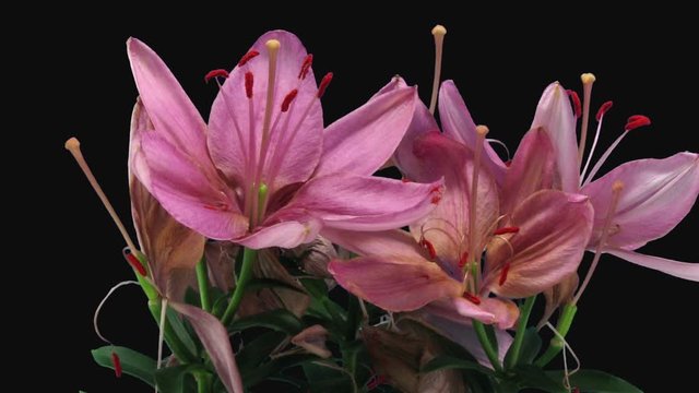 Time-lapse of dying pink lily bouquet 20g3 in RGB + ALPHA matte format isolated on black background