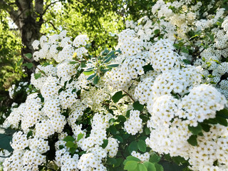 Spring Blooming White Shrub with .Spirea (Spiraea cantoniensis)