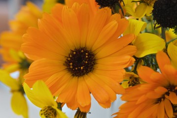 Beauty bright orange flower