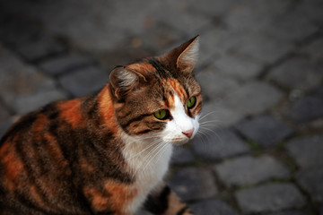 Obraz premium stray cat photo, colorful cat