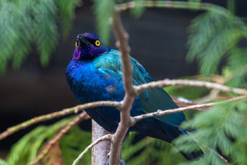 Purple Glossy Starling Perched in a Tree