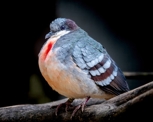 Bleeding Heart Dove Perched on a Branch