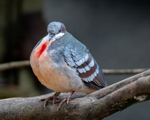 Bleeding Heart Dove Perched on a Branch
